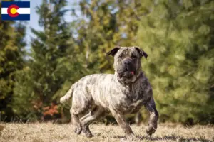 Read more about the article Presa Canario breeders and puppies in Colorado