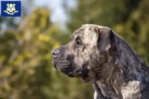 Read more about the article Presa Canario breeders and puppies in Connecticut