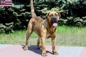 Read more about the article Presa Canario breeders and puppies in Hawaii