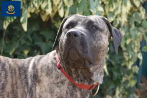 Read more about the article Presa Canario breeders and puppies in Idaho