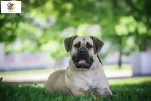 Read more about the article Presa Canario breeders and puppies in Illinois