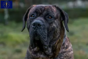 Read more about the article Presa Canario breeders and puppies in Indiana