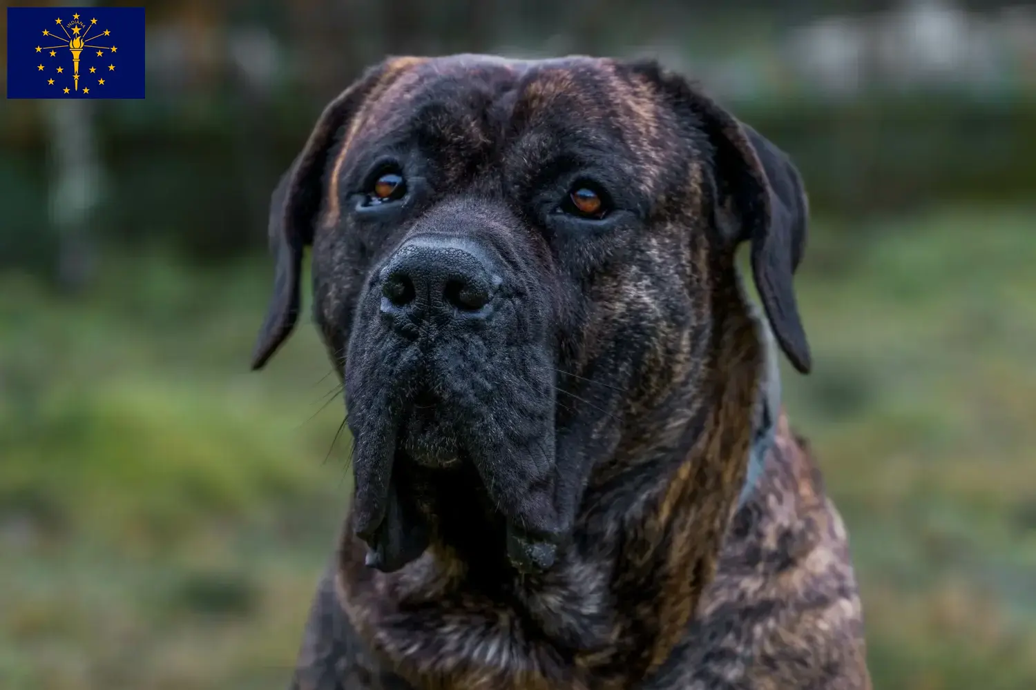 Read more about the article Presa Canario breeders and puppies in Indiana