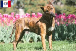 Read more about the article Presa Canario breeders and puppies in Iowa