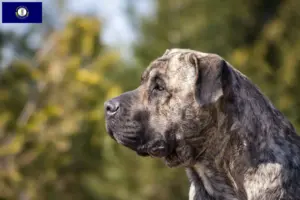 Read more about the article Presa Canario breeders and puppies in Kentucky