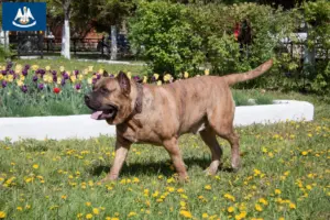Read more about the article Presa Canario breeders and puppies in Louisiana