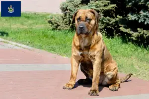 Read more about the article Presa Canario breeders and puppies in Maine