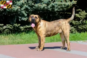Read more about the article Presa Canario breeders and puppies in Maryland