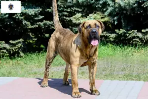 Read more about the article Presa Canario breeders and puppies in Massachusetts
