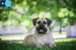 Read more about the article Presa Canario breeders and puppies in Minnesota