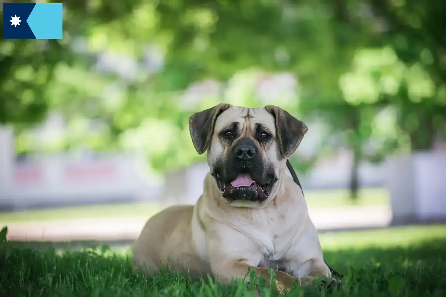 Presa Canario puppies and breeders Minnesota Find Presa Canarios breeders in Minnesota.