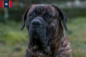 Read more about the article Presa Canario breeders and puppies in Mississippi