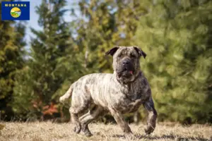 Read more about the article Presa Canario breeders and puppies in Montana