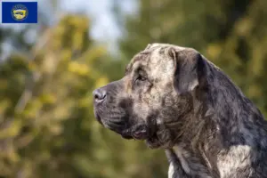 Read more about the article Presa Canario breeders and puppies in Nebraska