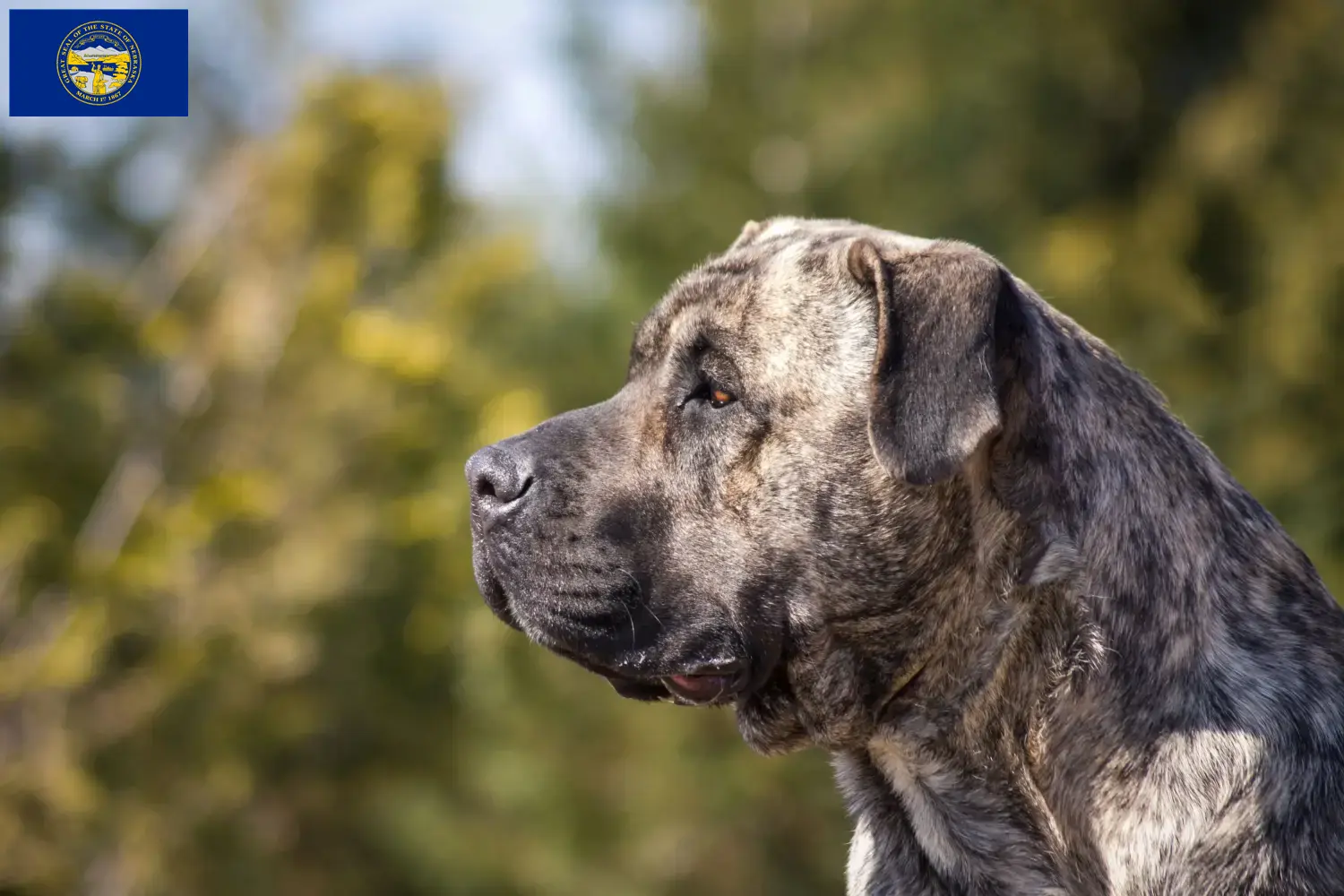 Presa Canario puppies and breeders Nebraska Find Presa Canarios breeders in Nebraska.