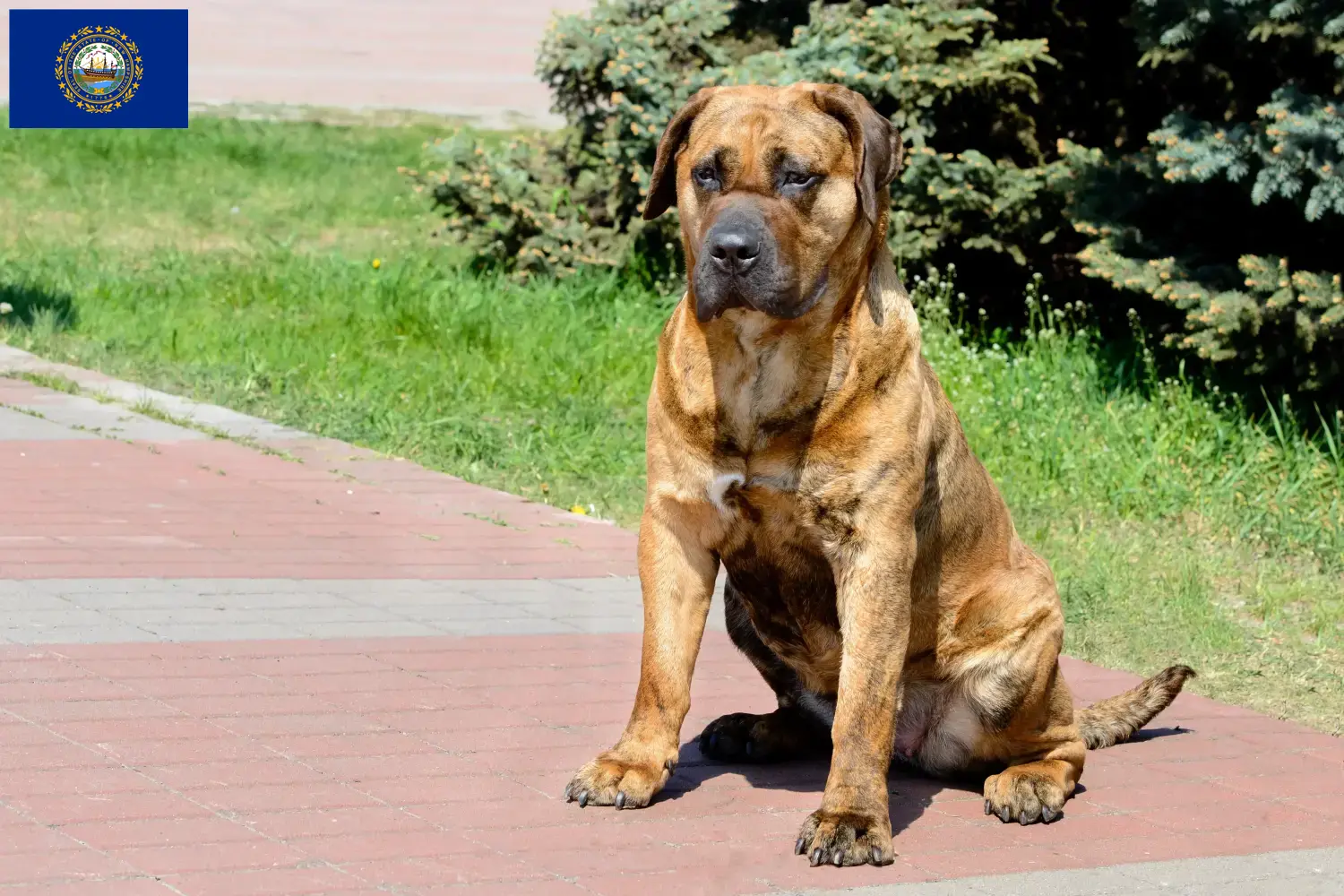 Presa Canario puppies and breeders New Hampshire Find Presa Canarios breeders in New Hampshire.