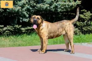 Read more about the article Presa Canario breeders and puppies in New Jersey