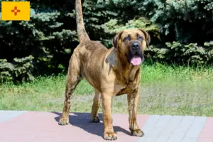 Read more about the article Presa Canario breeders and puppies in New Mexico