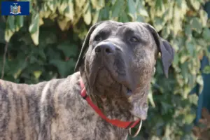Read more about the article Presa Canario breeders and puppies in New York