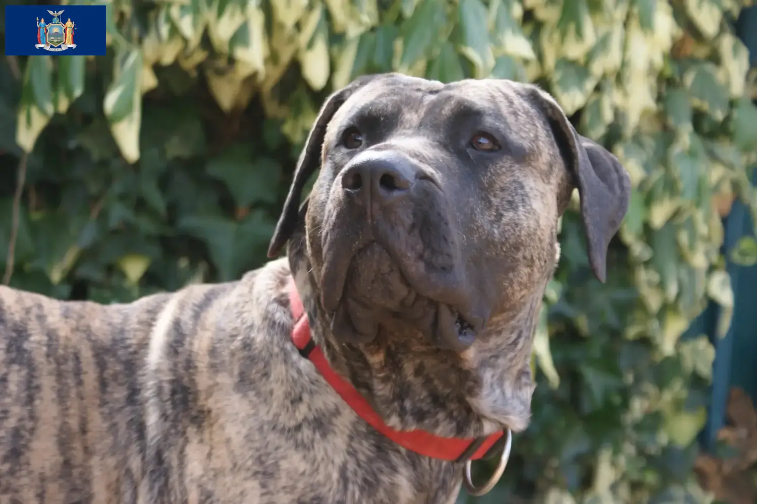 Presa Canario puppies and breeders New York Find Presa Canarios breeders in New York here.