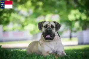 Read more about the article Presa Canario breeders and puppies in North Carolina