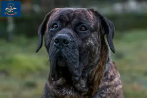 Read more about the article Presa Canario breeders and puppies in North Dakota