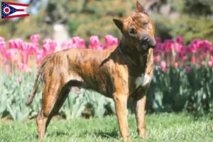 Read more about the article Presa Canario breeders and puppies in Ohio