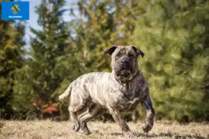 Read more about the article Presa Canario breeders and puppies in Oklahoma
