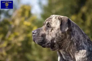 Read more about the article Presa Canario breeders and puppies in Oregon