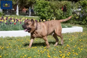 Read more about the article Presa Canario breeders and puppies in Pennsylvania