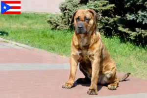Read more about the article Presa Canario breeders and puppies in Puerto Rico