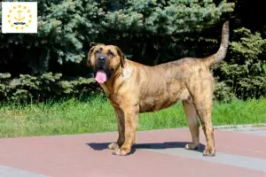 Read more about the article Presa Canario breeders and puppies in Rhode Island