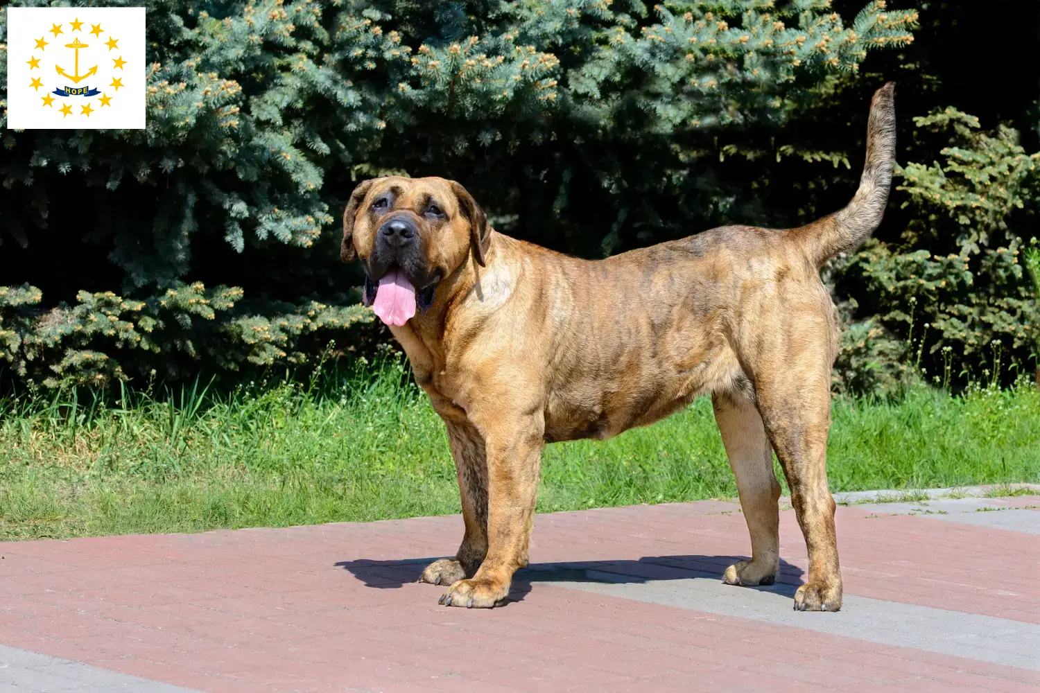 Presa Canario puppies and breeders Rhode Island Find Presa Canarios breeders in Rhode Island.