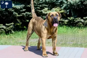 Read more about the article Presa Canario breeders and puppies in South Carolina