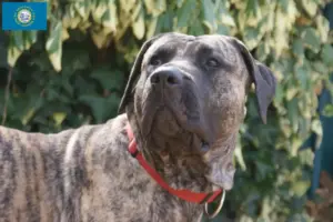 Read more about the article Presa Canario breeders and puppies in South Dakota