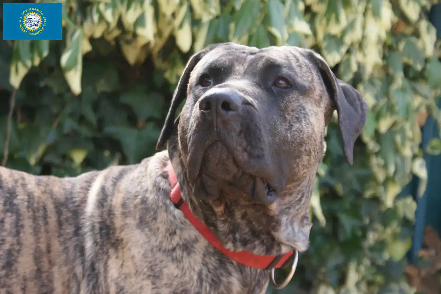 Presa Canario puppies and breeders South Dakota Find Presa Canarios breeders in South Dakota.