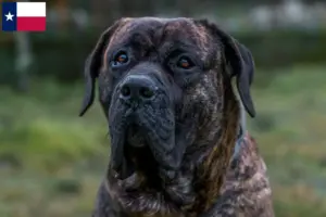 Read more about the article Presa Canario breeders and puppies in Texas