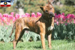 Read more about the article Presa Canario breeders and puppies in Utah