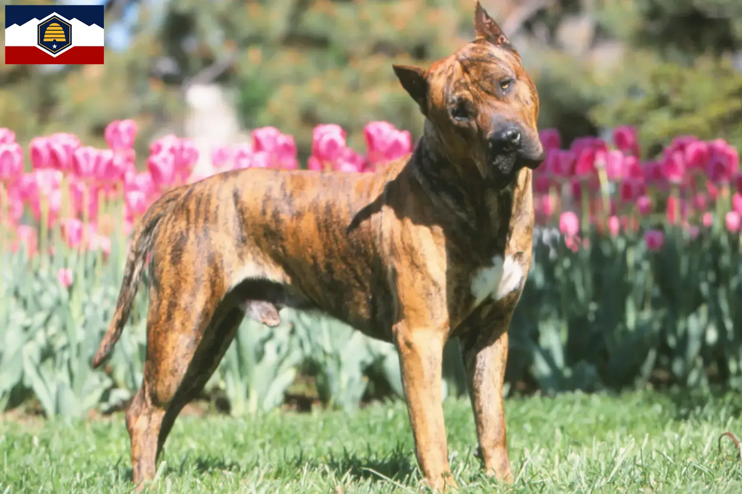 Presa Canario puppies and breeders Utah Here you can find Presa Canarios breeders in Utah.