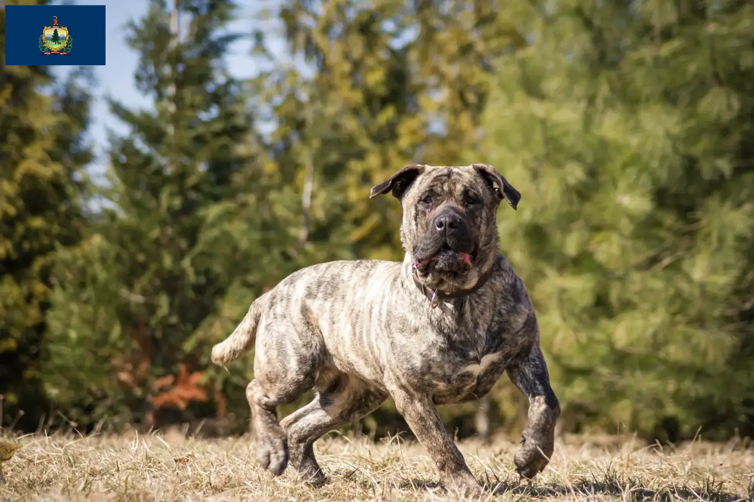 Presa Canario puppies and breeders Vermont Find Presa Canarios breeders in Vermont.