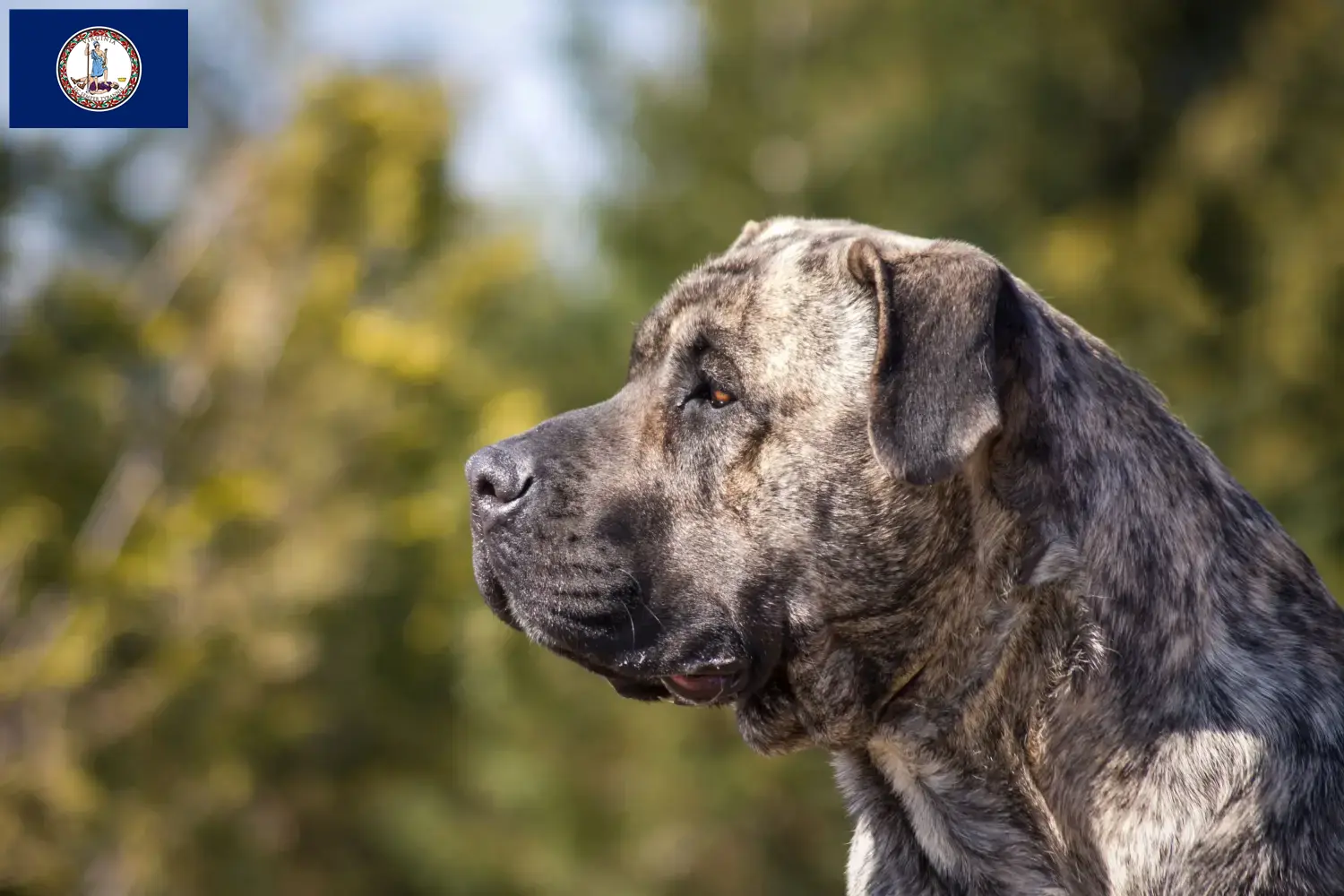 Presa Canario puppies and breeder Virginia Find Presa Canarios breeders in Virginia.