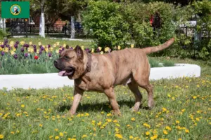 Read more about the article Presa Canario breeders and puppies in Washington