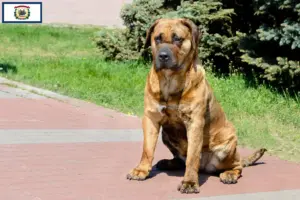 Read more about the article Presa Canario breeders and puppies in West Virginia