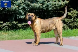 Read more about the article Presa Canario breeders and puppies in Wisconsin