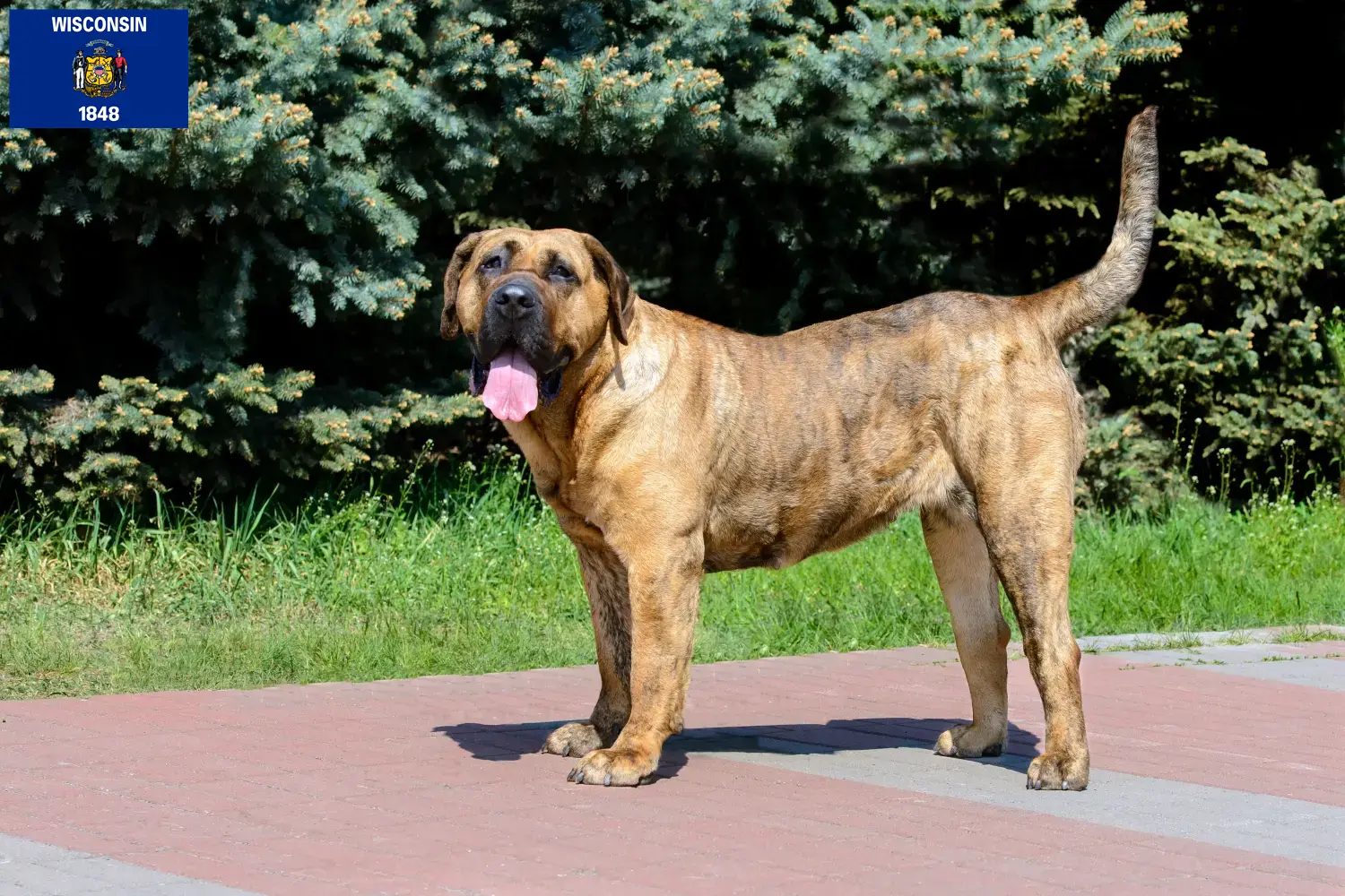 Presa Canario puppies and breeders Wisconsin Find Presa Canarios breeders in Wisconsin.