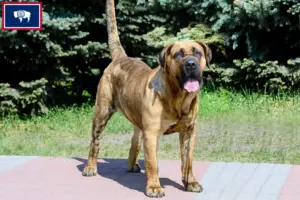 Read more about the article Presa Canario breeders and puppies in Wyoming