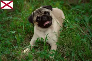 Read more about the article Pug breeders and puppies in Alabama