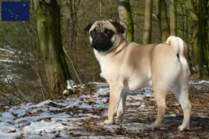 Read more about the article Pug breeders and puppies in Alaska