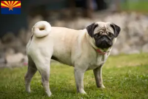 Read more about the article Pug breeders and puppies in Arizona