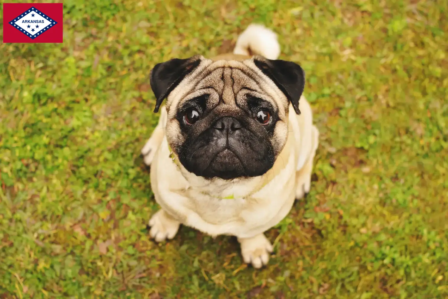 Pug puppies and breeders Arkansas Find Pugs breeders in Arkansas here.